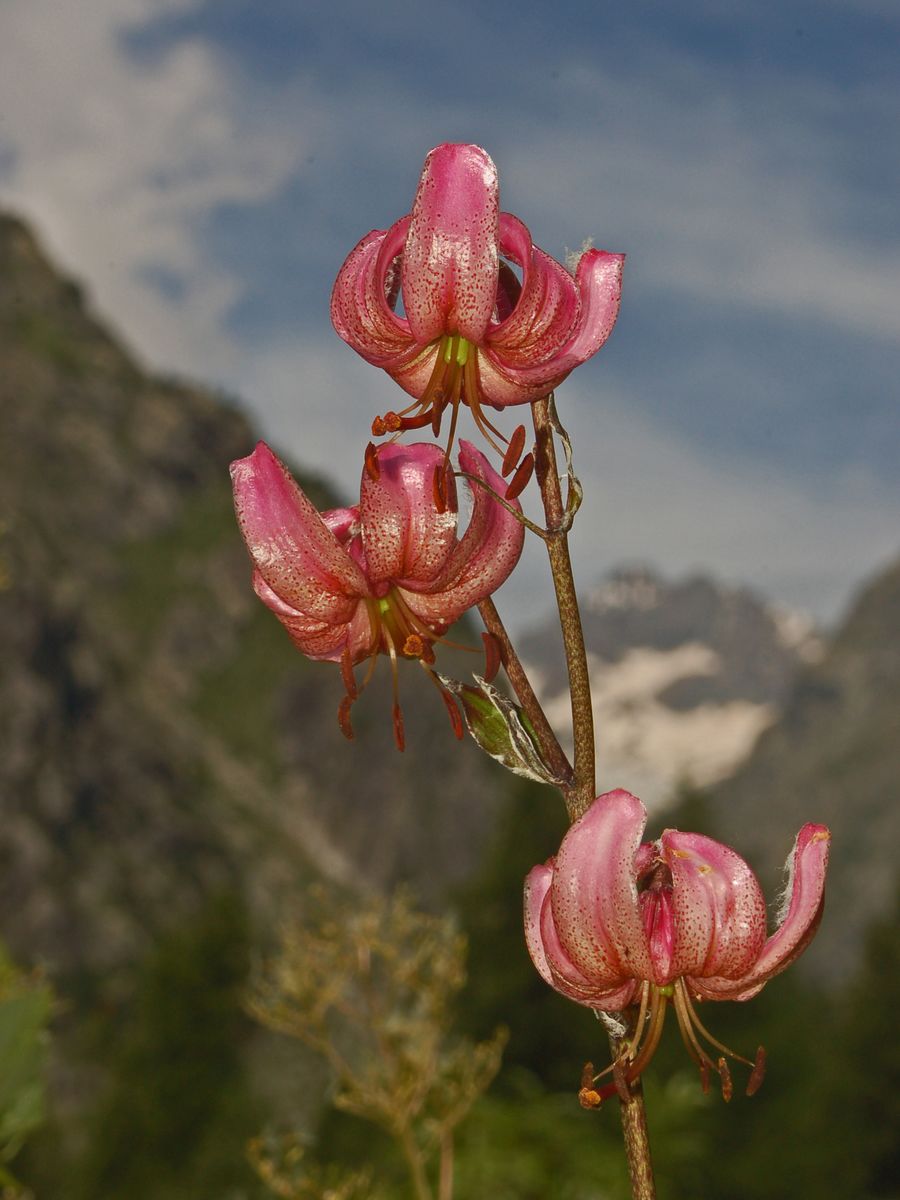 Lilium martagon